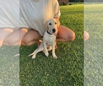 Small #1 Labrador Retriever
