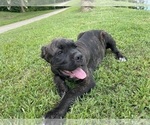 Small #2 Cane Corso