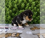 Small #9 Pembroke Welsh Corgi