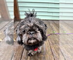 Small #3 Shih Tzu
