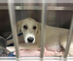 Anatolian Shepherd Dogs for adoption in Waco, TX, USA