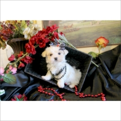 Morkie Puppy for sale in TUCSON, AZ, USA