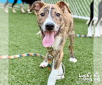 Small Photo #9 Plott Hound-Unknown Mix Puppy For Sale in Washington, DC, USA