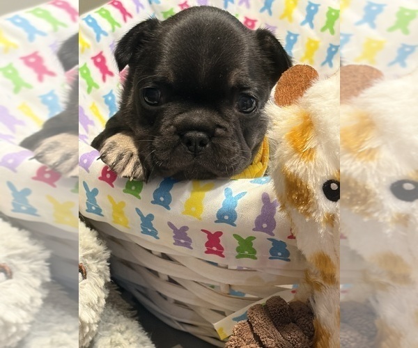 Medium Photo #11 French Bulldog Puppy For Sale in LEESVILLE, LA, USA