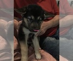 Small Photo #1 Alaskan Malamute Puppy For Sale in LA SALLE, MI, USA
