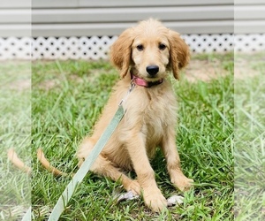 Goldendoodle Puppy for sale in DURHAM, NC, USA