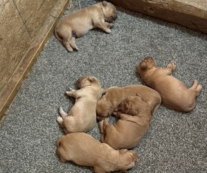 Golden Retriever Puppy for sale in CORNING, AR, USA