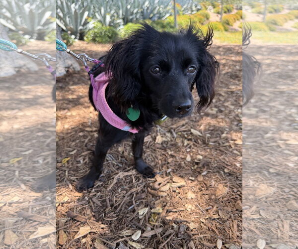 Medium Photo #4 Cocker Spaniel-Dachshund Mix Puppy For Sale in Lake Elsinore, CA, USA