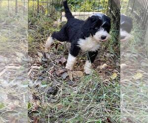 Sheepadoodle Puppy for sale in GREENEVILLE, TN, USA