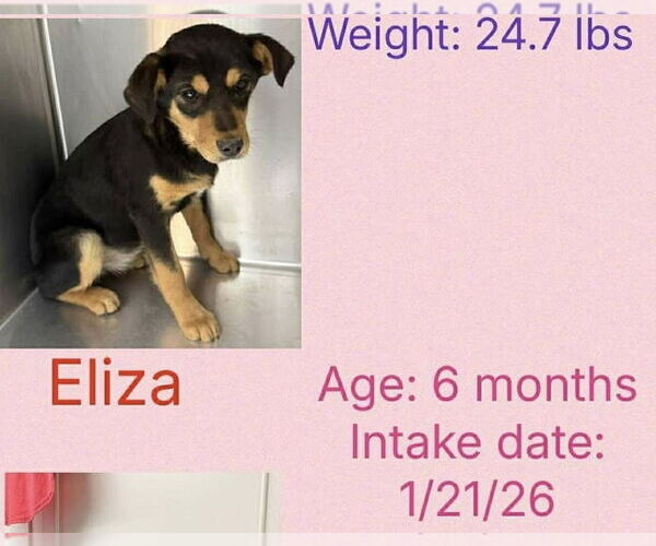 Medium Photo #2 Mutt Puppy For Sale in Aurora, IN, USA