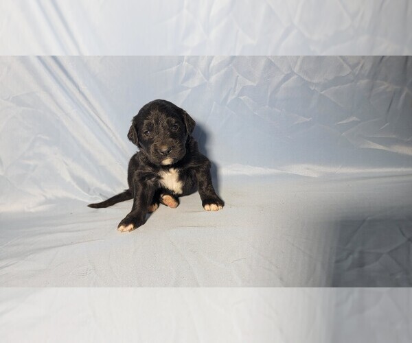 Medium Photo #6 Golden Mountain Dog Puppy For Sale in BLACK FOREST, CO, USA