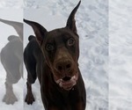 Small #6 Doberman Pinscher