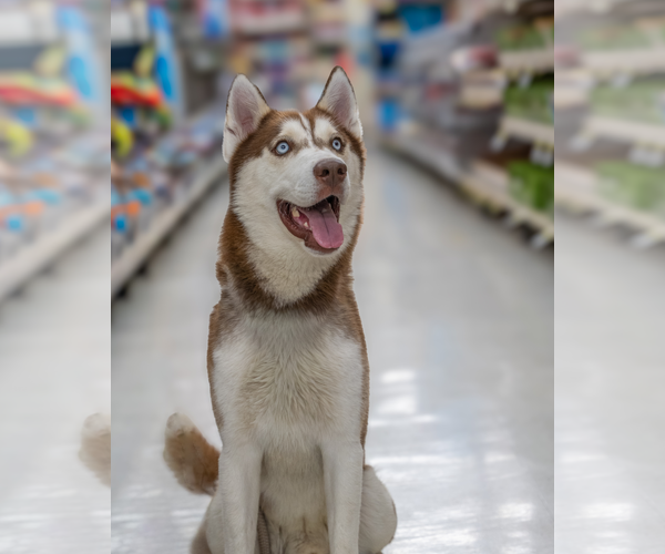 Medium Photo #3 Siberian Husky Puppy For Sale in Carrollton, TX, USA