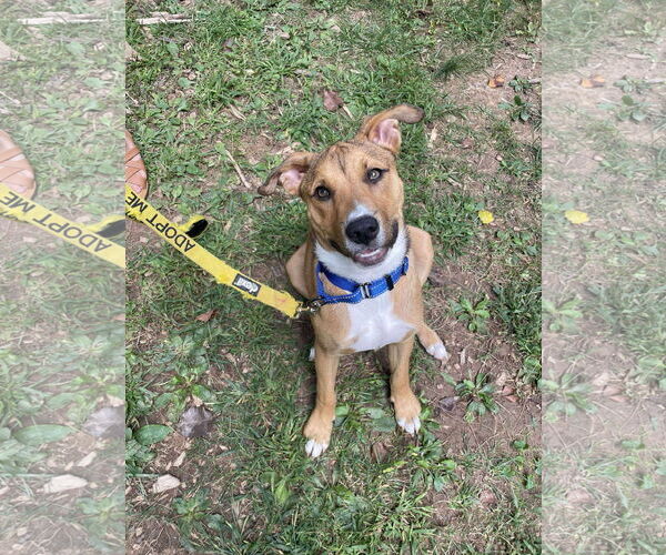 Medium Photo #10 Carolina Dog-Unknown Mix Puppy For Sale in Derwood, MD, USA