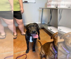 Labrador Retriever-Unknown Mix Dogs for adoption in Bolivar, MO, USA