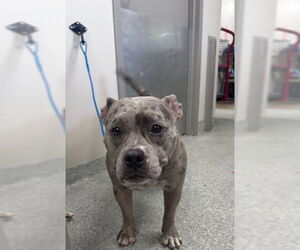 American Pit Bull Terrier-Unknown Mix Dogs for adoption in Pasadena, TX, USA