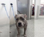 Small American Pit Bull Terrier Mix