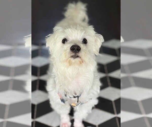 Medium Photo #3 Maltese-Unknown Mix Puppy For Sale in Bellevue, WA, USA