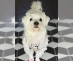 Small #2 Maltese Mix