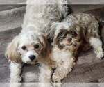 Small #6 Cavachon-Shih Tzu Mix