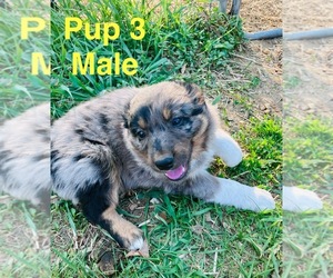 Miniature Australian Shepherd Puppy for sale in WING RIVER, MN, USA