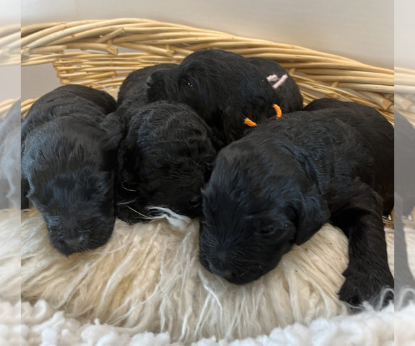 Medium Photo #8 Labradoodle Puppy For Sale in HARRISONVILLE, MO, USA