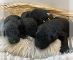 Small Photo #8 Labradoodle Puppy For Sale in HARRISONVILLE, MO, USA