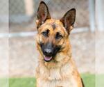 Small German Shepherd Dog