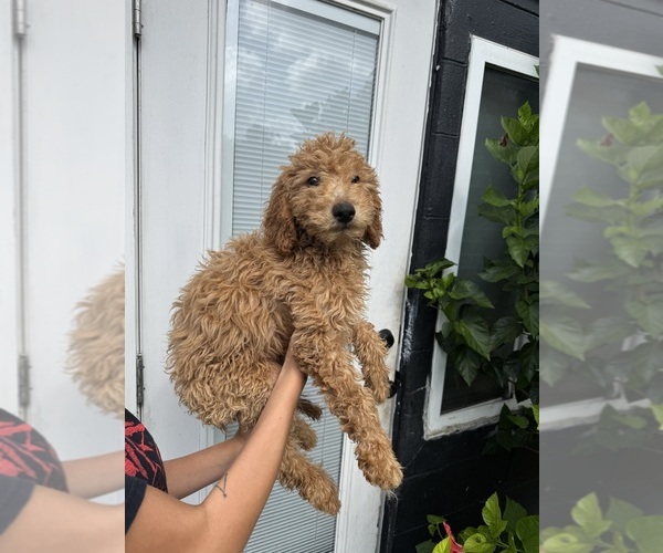Medium Photo #2 Goldendoodle Puppy For Sale in DAVENPORT, FL, USA