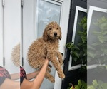 Small #1 Goldendoodle