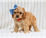 Small #1 Cavapoo (Miniature)