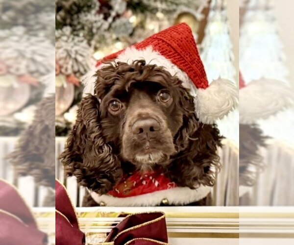 Medium Photo #1 Cocker Spaniel Puppy For Sale in Sherman Oaks, CA, USA