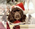 Small Cocker Spaniel