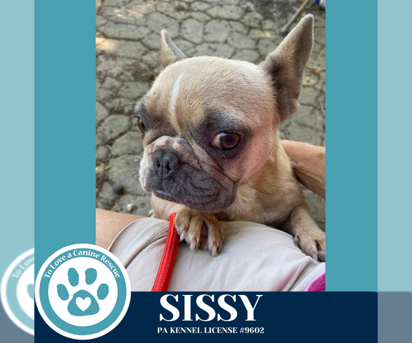 Medium Photo #3 French Bulldog Puppy For Sale in Kimberton, PA, USA