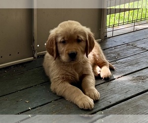 Golden Retriever Puppy for sale in KLAMATH FALLS, OR, USA