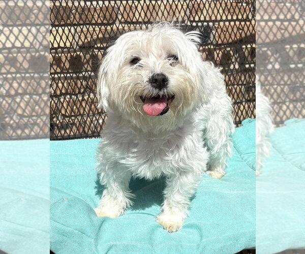 Medium Photo #5 Maltese Puppy For Sale in Boonton, NJ, USA