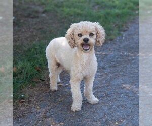 Mother of the Bichpoo puppies born on 07/12/2025