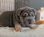 Small Photo #43 French Bulldog Puppy For Sale in GOSHEN, IN, USA