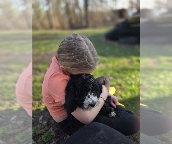 Medium Photo #3 Bernedoodle Puppy For Sale in GREENWOOD, IN, USA