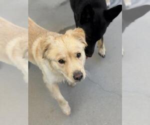 Golden Retriever Dogs for adoption in Santa Maria, CA, USA
