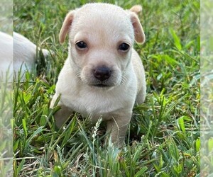 Candy (AL) - Female Chihuahua-Unknown Mix Dog for Adoption - Photo #2