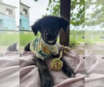 Small #1 Labrador Retriever Mix