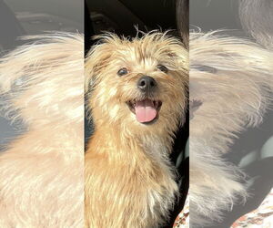 Norfolk Terrier-Unknown Mix Dogs for adoption in Spring, TX, USA