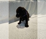 Small #1 Labrador Retriever