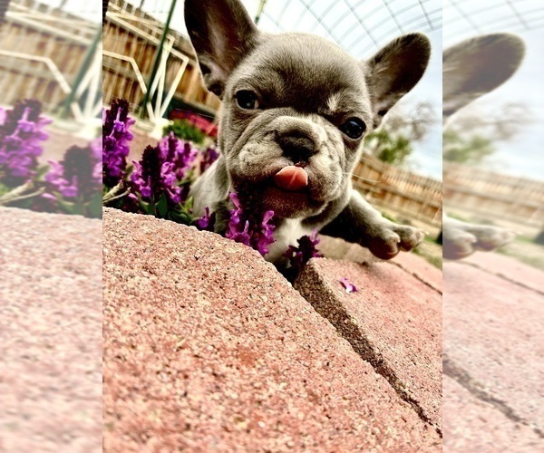 Medium Photo #3 French Bulldog Puppy For Sale in DELTA, CO, USA