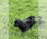 Small #1 Shih Tzu