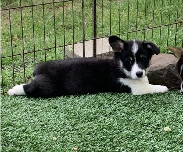 Medium Photo #19 Pembroke Welsh Corgi Puppy For Sale in BURLESON, TX, USA