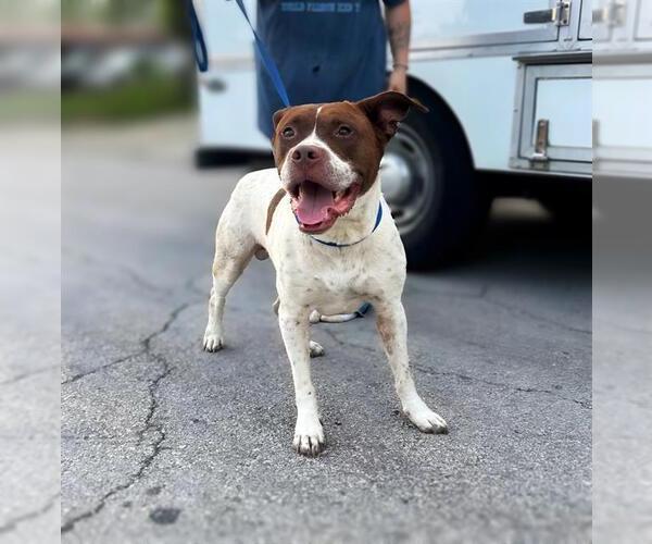 Medium Photo #1 American Bulldog-Pointer Mix Puppy For Sale in San Antonio, TX, USA