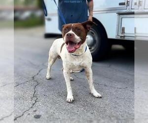 American Bulldog-Pointer Mix Dogs for adoption in San Antonio, TX, USA