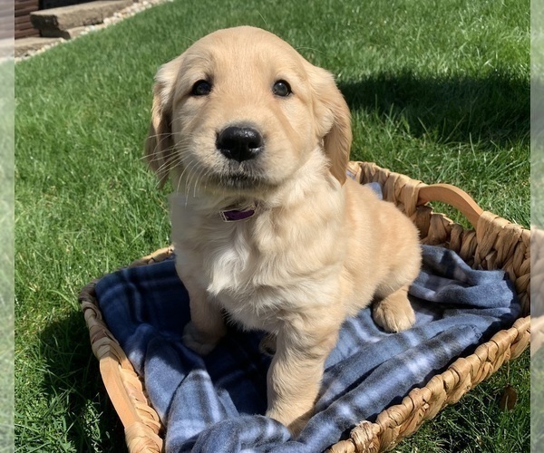 Medium Photo #8 Golden Retriever Puppy For Sale in GREENWD, IN, USA